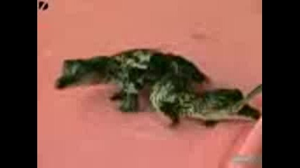 сиямски близнаци крокодилчета