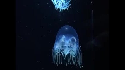Подводен рай - медузи
