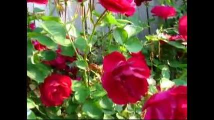 Rose garden in Spring, Maryland 