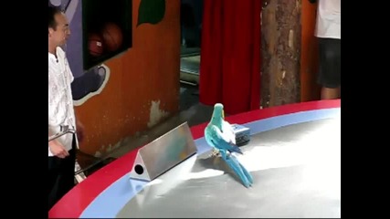 Възхитително шоу на папагали в Китай!