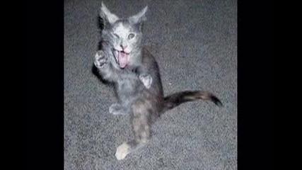 funny pics 2 
