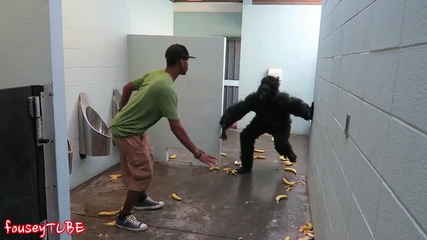 Избягала горила в тоалетна ... Шега!