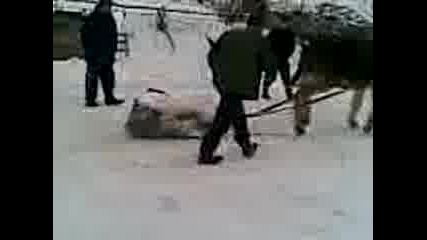 Nai silnoto magare ot Kornica