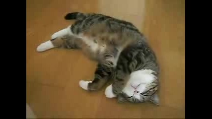 Смешна котка 