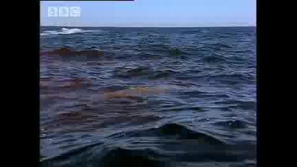 Great white shark in the seals habitat - Bbc 