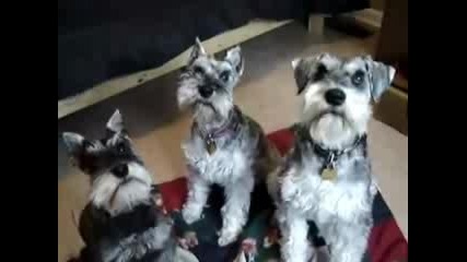 Три Кучета