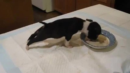 Кученце прави салто докато хапва:)