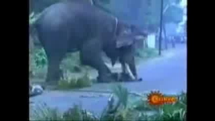 Бесен слон подмята човек