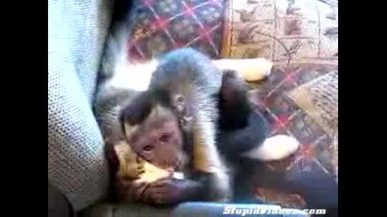 Голямата любов между котка и маймуна