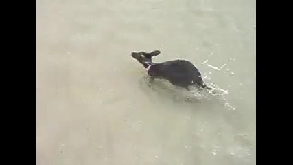 Две малки сладки кенгура...