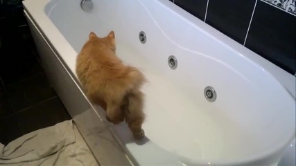 Коте лови риба във ваната