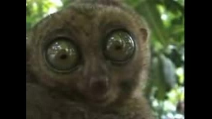 Scarylemur.3gp