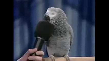 Изумително - изумителен говорещ папагал (hq)