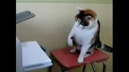 котка срещу принтер