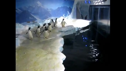 Пингвини си играят с лазерна точка