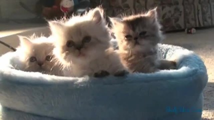 Три малки котенца - изключително сладки 