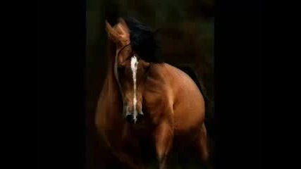 I like to horses