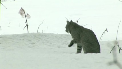 The First Snow