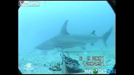 Чудовищна тигрова акула
