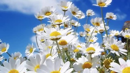 Rhapsody of Field Flowers