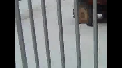 trabi