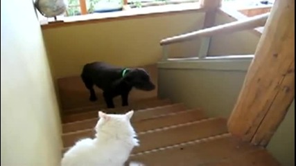 Куче се страхува от котка