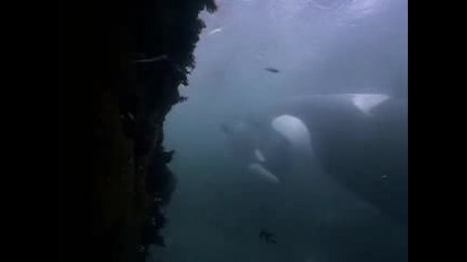 The Killer Whales - Enya