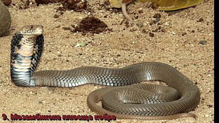 Top 10 Най-отровните змии на планетата