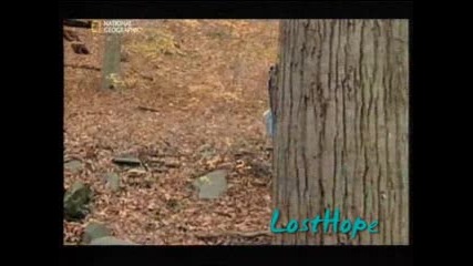 Вярно ли е - Голямата стъпка
