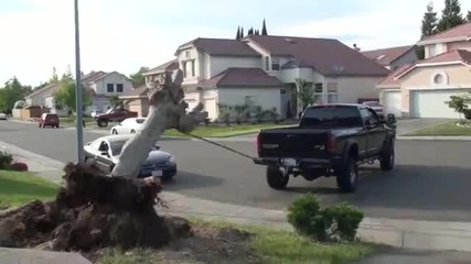 Мощен пикап събаря дърво с корените