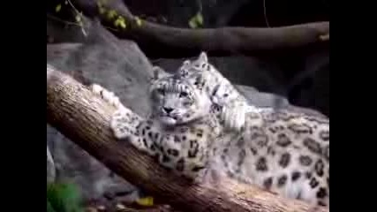 Красиви снежни леопарди си играят