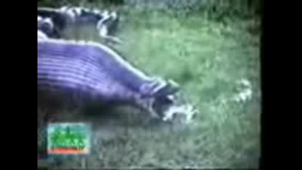Snake Eats A Hippo