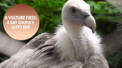 Amsterdam zoo's gay vultures remind us to celebrate dad