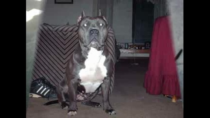 Pitbull Poder