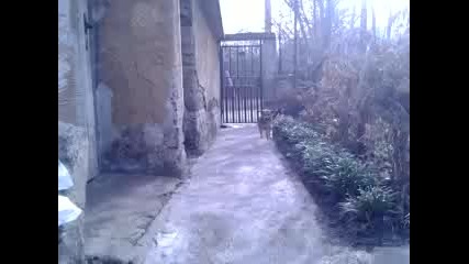 Ludo kuche