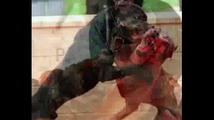 Dog Fight Is Animal Abuse Stop It