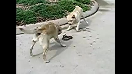 Кучета срещу Змия