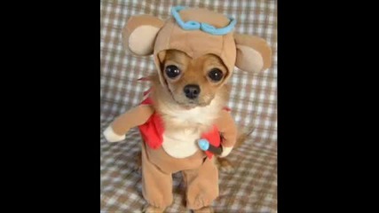 very funny dogs (hq) 