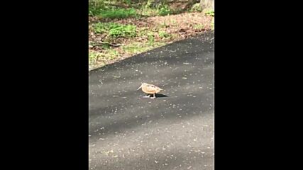 Dancing Birdy-profitable Nft.avi