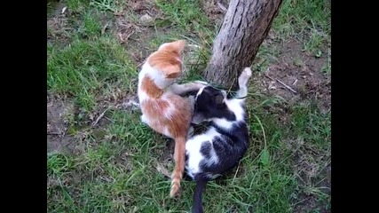 Писанковци