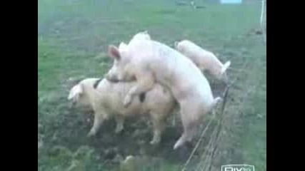 Electric Fence Disrupts Pig Sex 