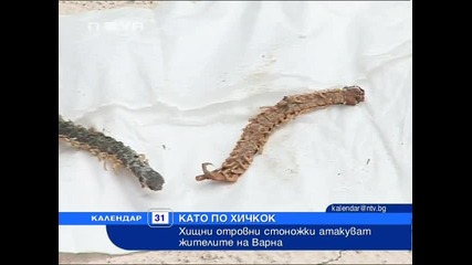 Отровни стоножки Атакуват Варна