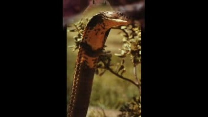 Снимки На Отровни Змии