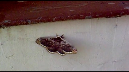 Пеперуда Мутант 