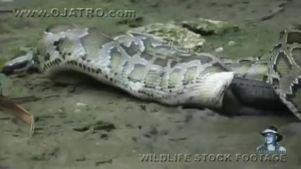 Питон яде крокодил