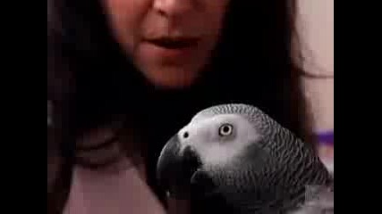 Папагалът Който Разсъждава !!!