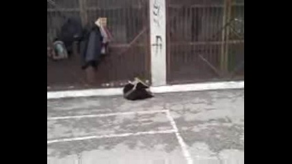 6yt po 4antata na teodor