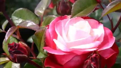 Musique Et Roses