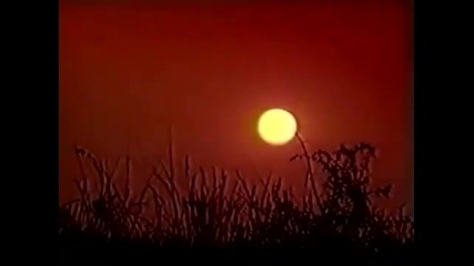Viki 1995 - Svadbe nece biti