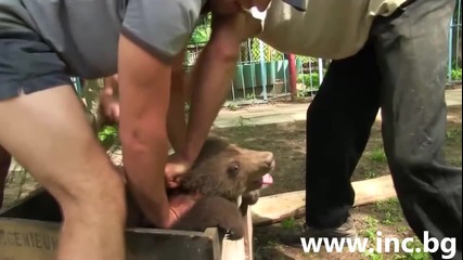 Насилствено отнеха малко мече от майка му (16+)